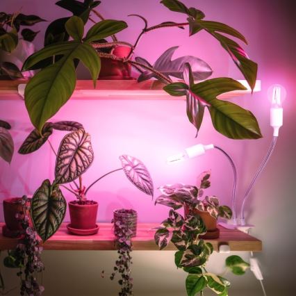 Flexibler Tischlampen-Klemmleuchte für Pflanzenzucht PLANTY 2xE27/30W/230V Weiß