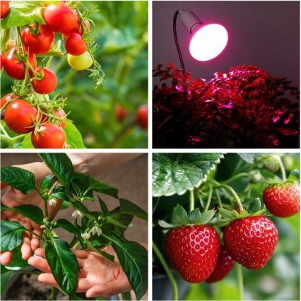 Flexibler Tischlampen-Clip für Pflanzenzucht PLANTY 1xE27/30W/230V Weiß
