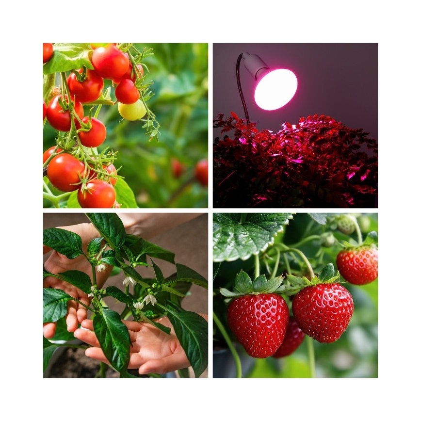 Flexibler Tischlampen-Clip für Pflanzenzucht PLANTY 1xE27/30W/230V Weiß