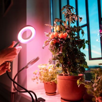 LED dimmbare flexible Tischlampe mit Clip zur Pflanzenzucht VITARO 2xLED/4W/230V schwarz