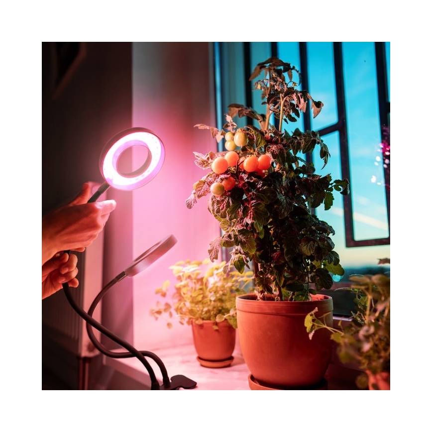 LED dimmbare flexible Tischlampe mit Clip zur Pflanzenzucht VITARO 2xLED/4W/230V schwarz