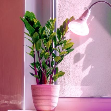LED Pflanzenlampe PLANTY E27/7W/230V 1200K Weiß