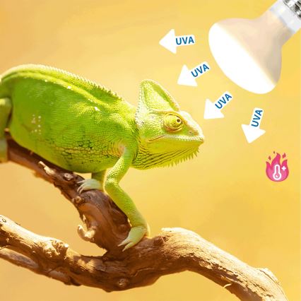 Nobleza - UVA Terrarienlampe E27/25W/230V IP54