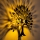 Wandleuchte HEART TREE 1xE27/40W/230V schwarz