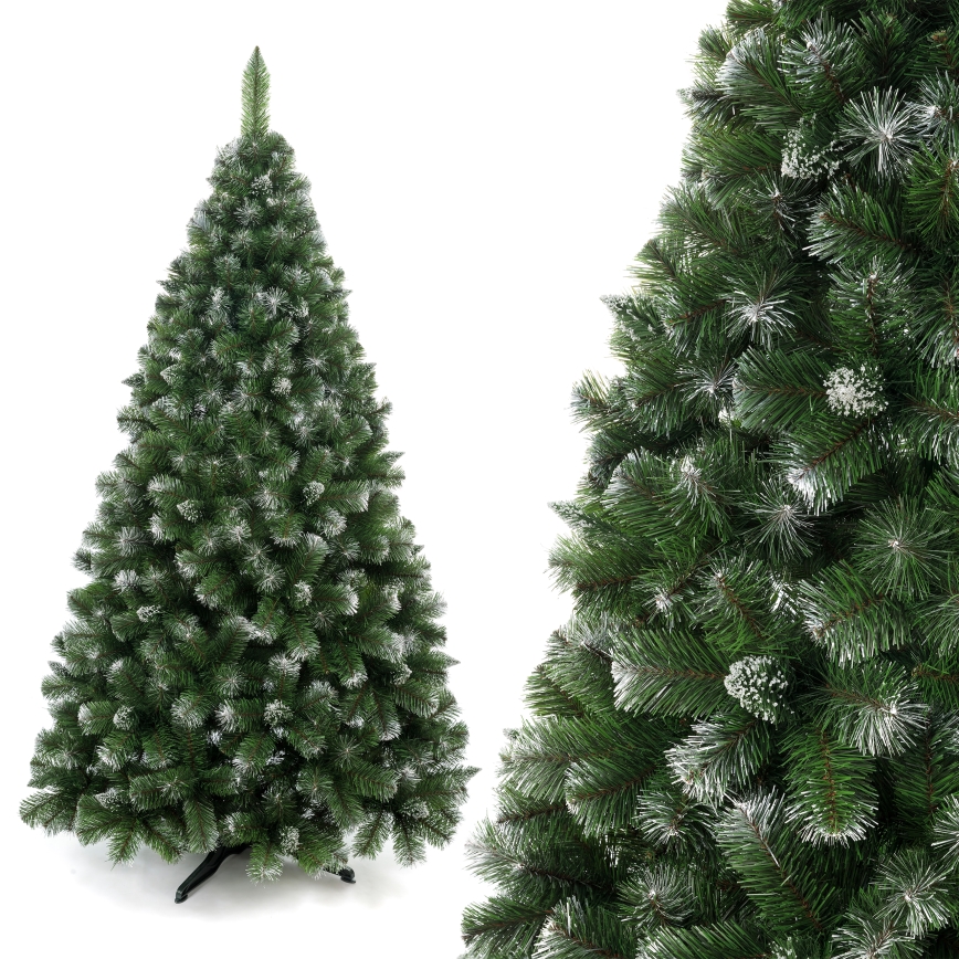 Weihnachtsbaum 250 cm – Kiefer