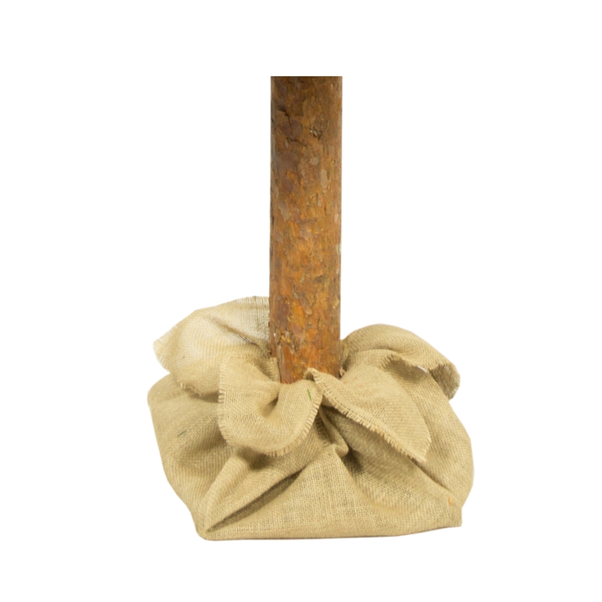 Weihnachtsbaum auf Stamm 180 cm Kiefer